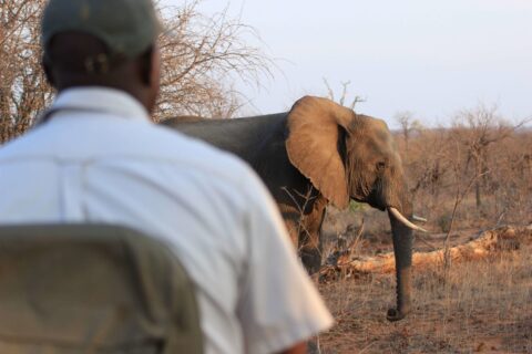 elephant poaching man