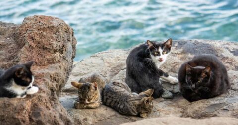 feral cats