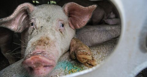 Closeup of a pig in a crowded truck