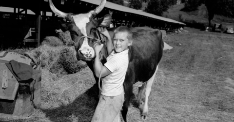 A young American boy with the cattle on his farm