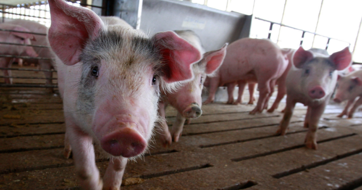 A group of piglets on a farm